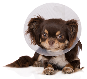 Dog Cone
