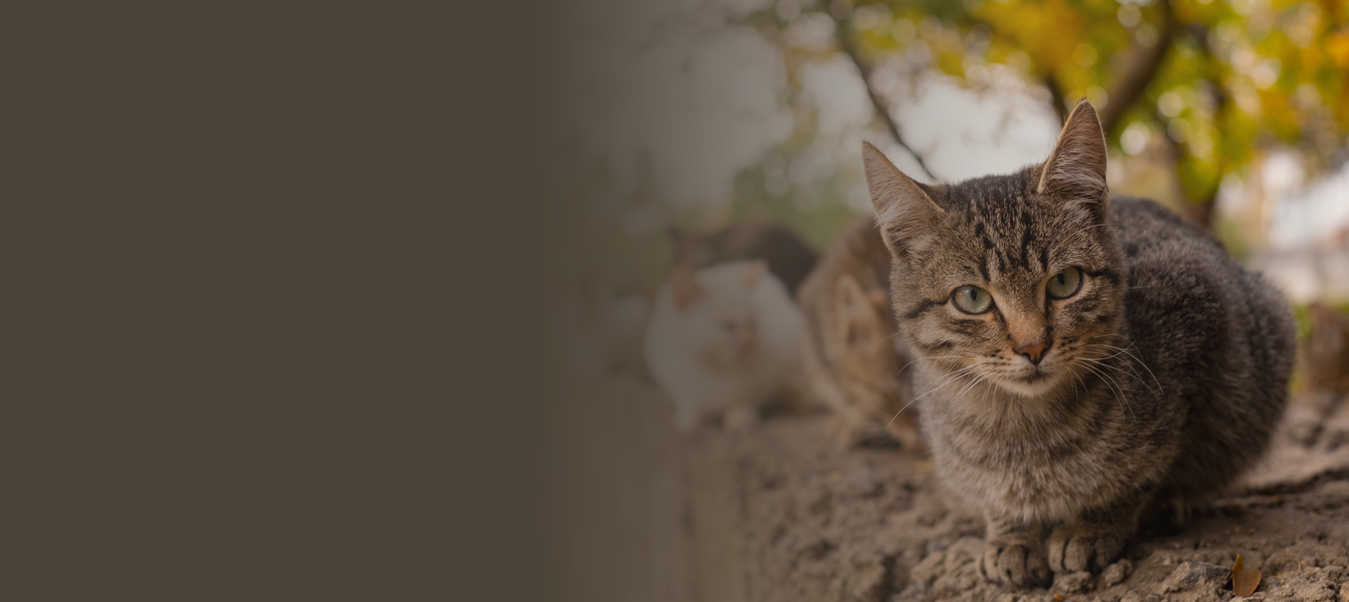 Reducing Unwanted Animals