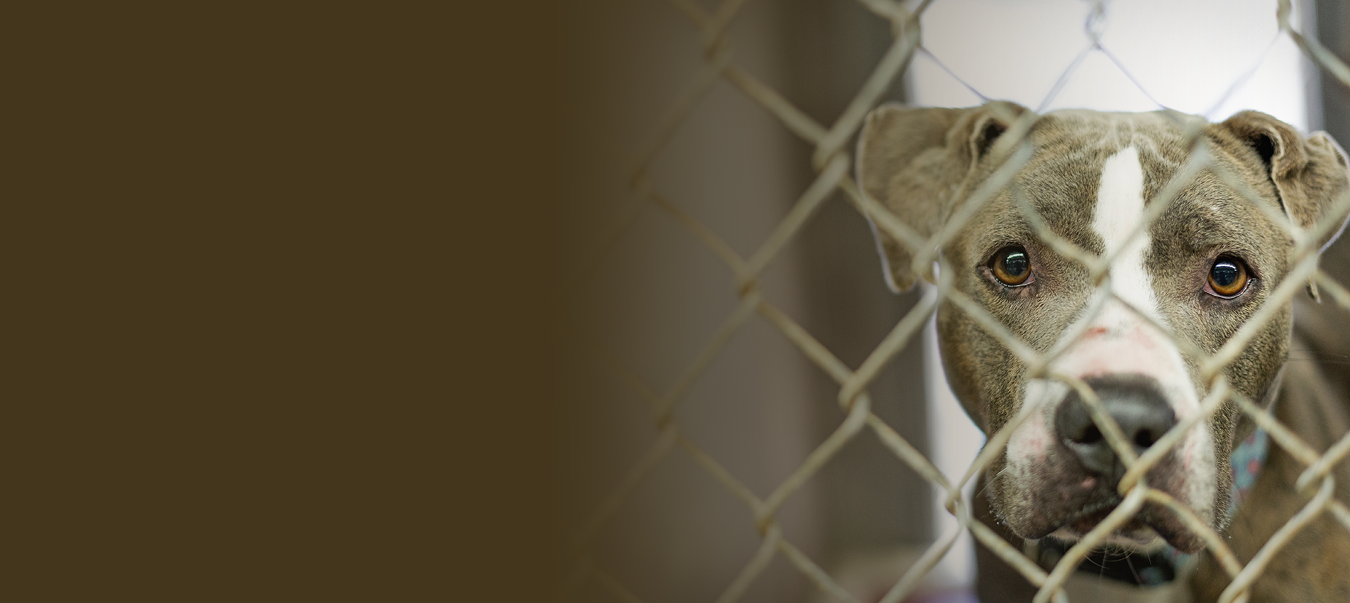 Find Adoptable Pets
